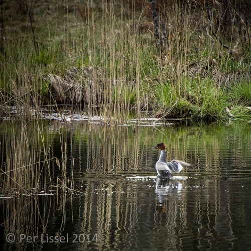 skrake_4_20140510