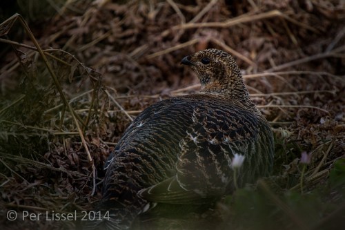 tjaderhona_20140503