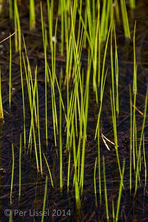 geddtj_grass_20140614