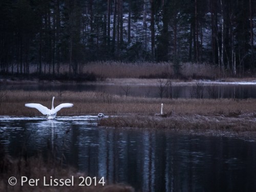 svanar_mjolnaran_20141130