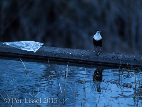dipper1_kloster1148_20150307