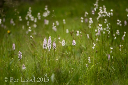 4_skogsnycklar_rissh_4_2962_20150704