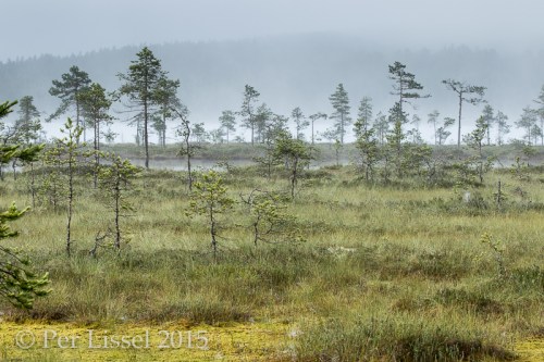 2_myr_uvanaa_7D23866_20150724