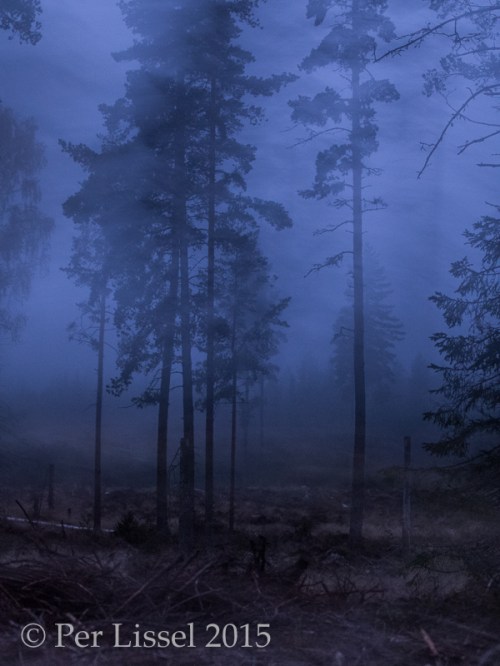 misty_morning1_5304_20151011