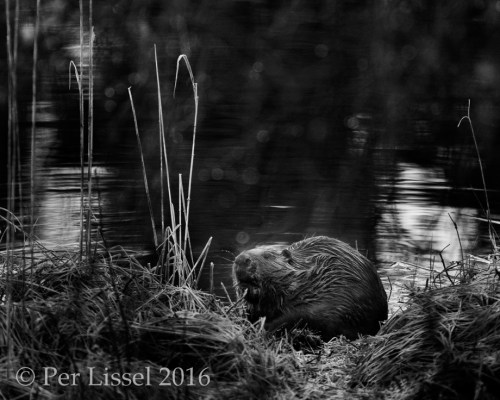 1__7D22655_bw_20160321