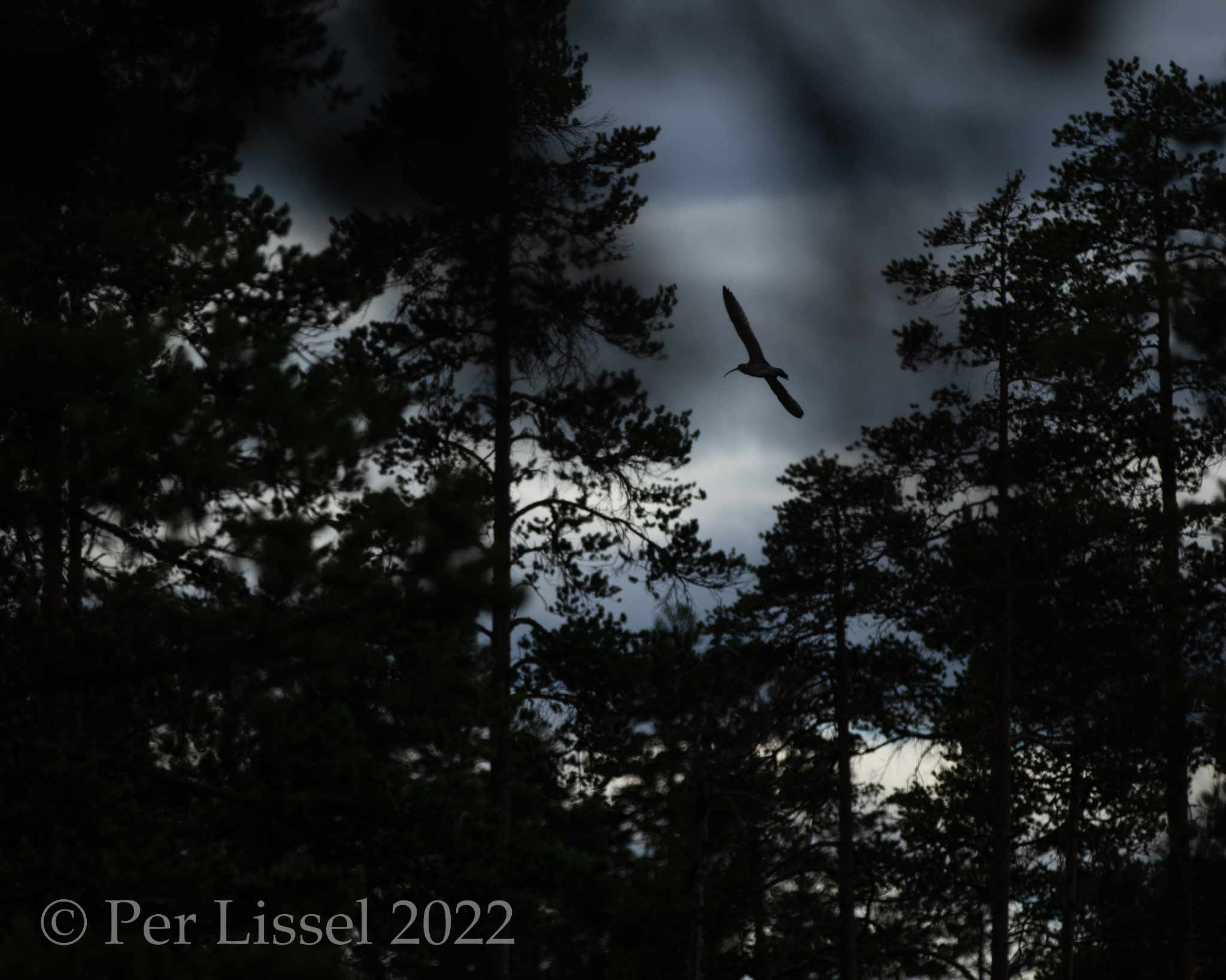 5_2018-06_27D20287-1