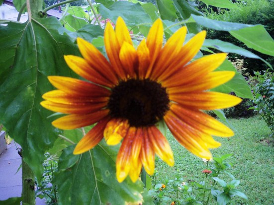 sunflowerNEWoneflower