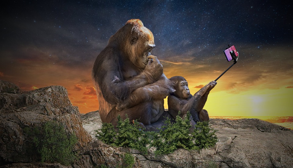 apes