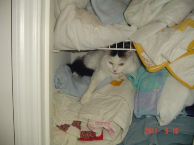 Camoflaged Cat