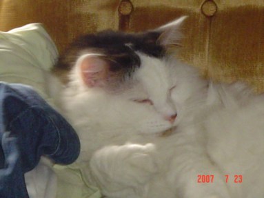 Sleepy Head