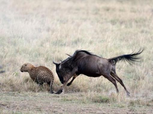 011d58d6b4a32ec0ce9b_wildebeest_6