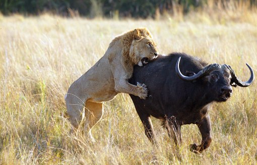 aFRICA_027