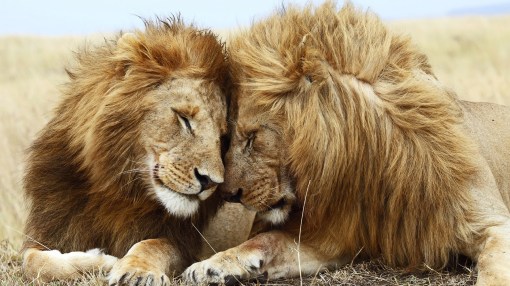 African-lion-lovers