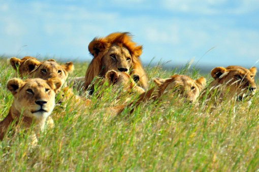 african-lion-pride