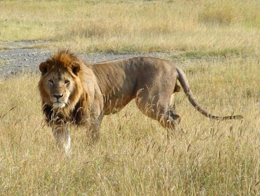 -african-lion