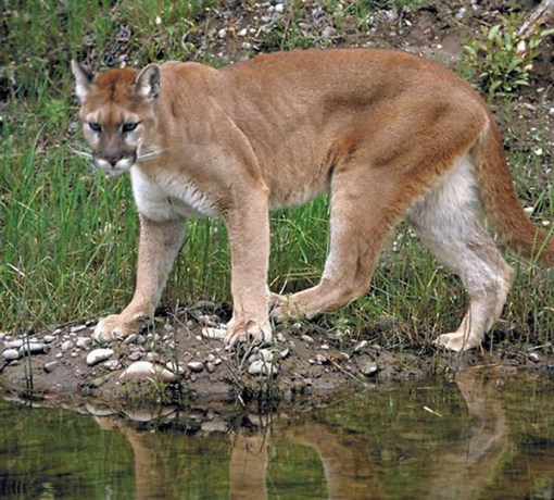 AnimalFile_Cougar_h