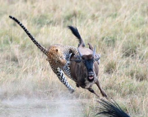 b256240ab843b3cdaf89_wildebeest_3
