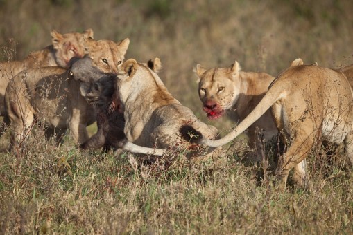 Lion-Hunt-3