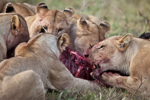 Lion-Hunt-4