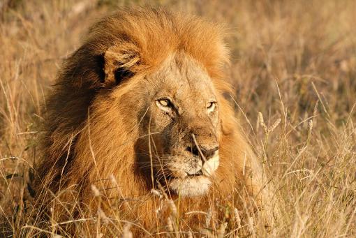 male-lion-