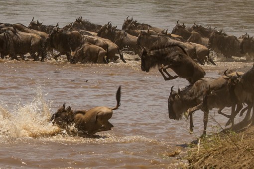 wildebeest-crossing-1-2