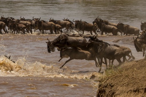 wildebeest-crossing-1-4