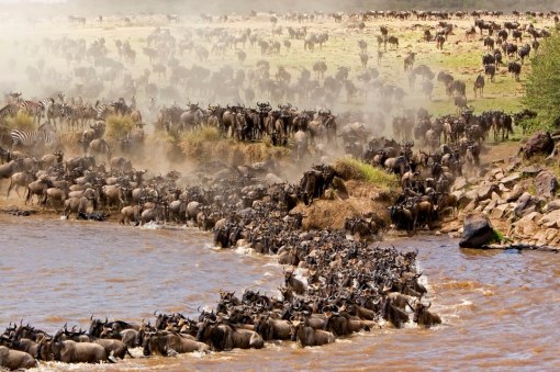 Wildebeest-Migration-Safari1