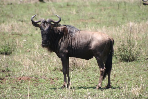 Wildebeest_-l_