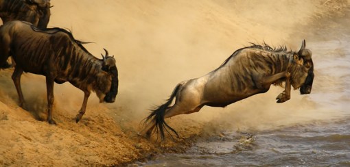wildebeest_jumping_762x365