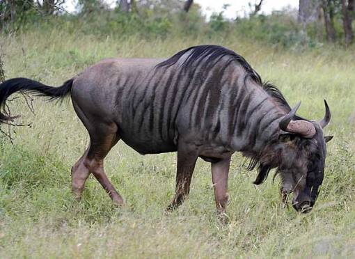 wildebeest_knp-9120-g