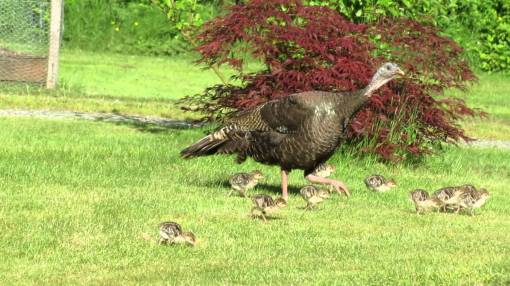 Turkey wildault