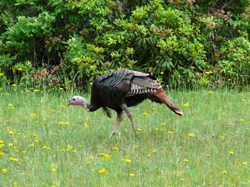 Wild_Turkey-27527-1