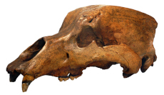 Rudolf Gold. Alle Rechte vorbehalten. https://phaidra.univie.ac.at/o:1081250 Objekte des Monats image