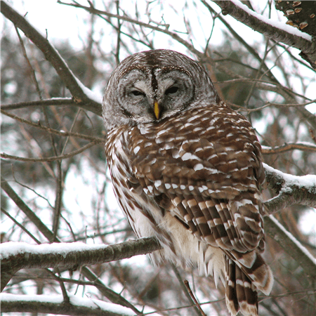barred owl Barred Owl