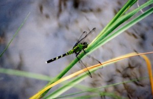 Eastern Pondhawk Eastern Pondhawk