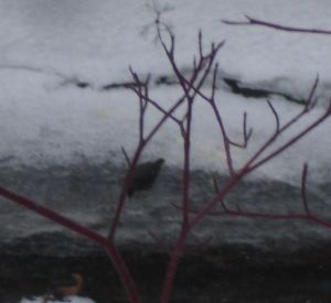I swear it's a dipper Bad photo of an American Dipper