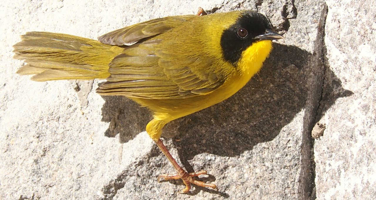 This little Olive-crowned Yellowthroat allowed an extensive photo session before resuming its day!