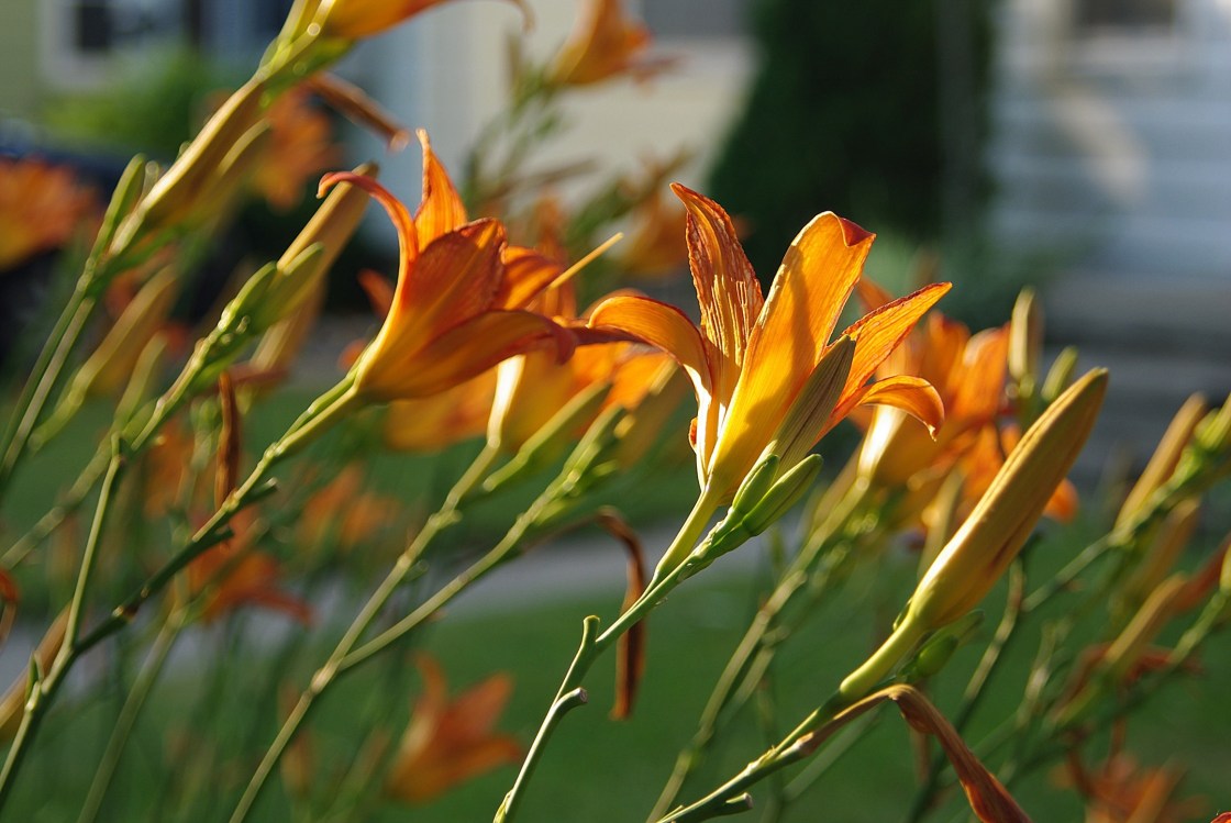 orangelilies1