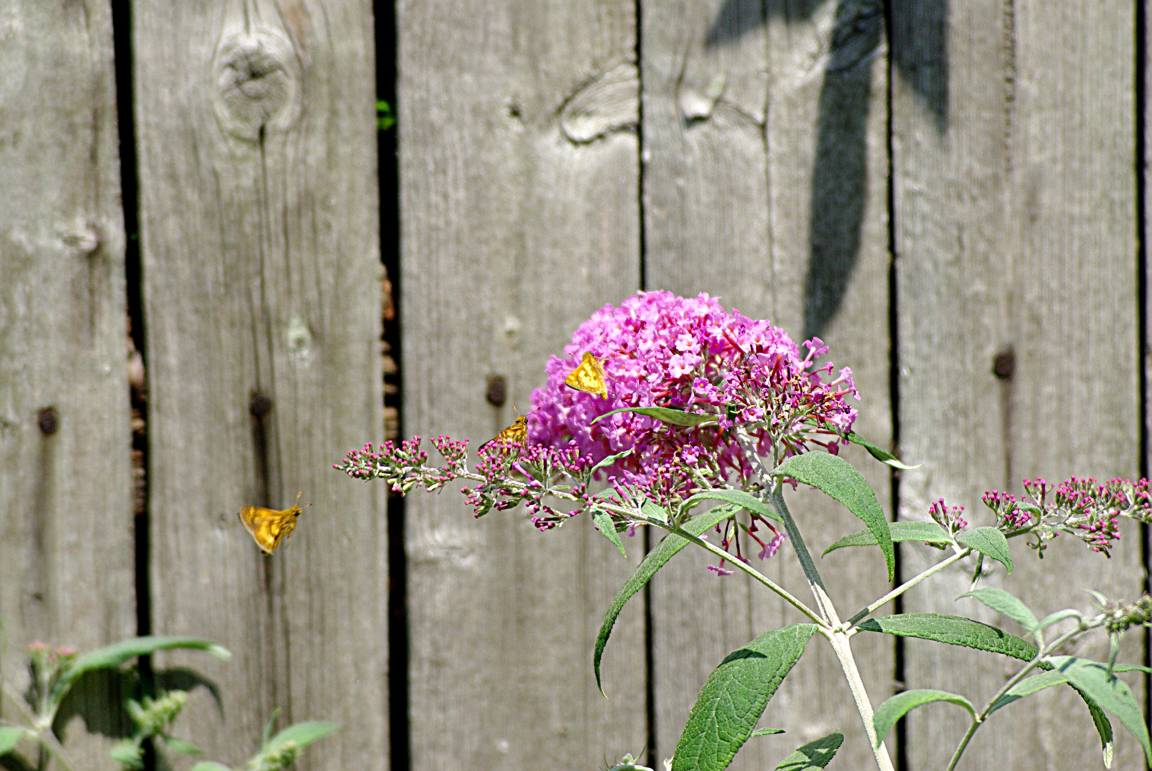 ButterflyBush2