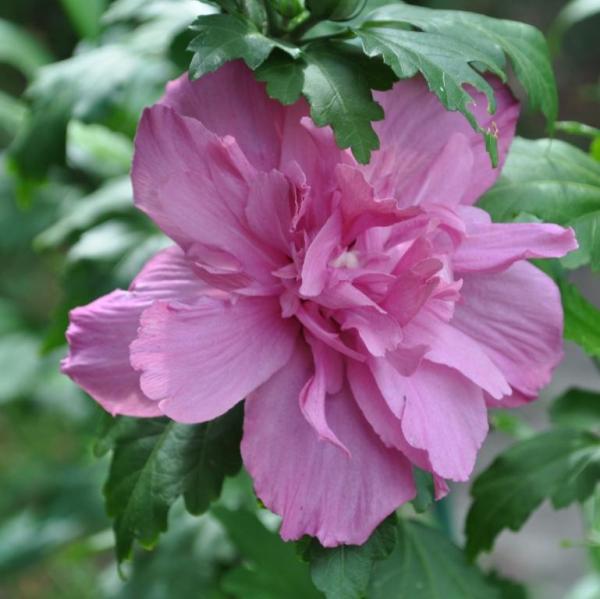 roseofsharon