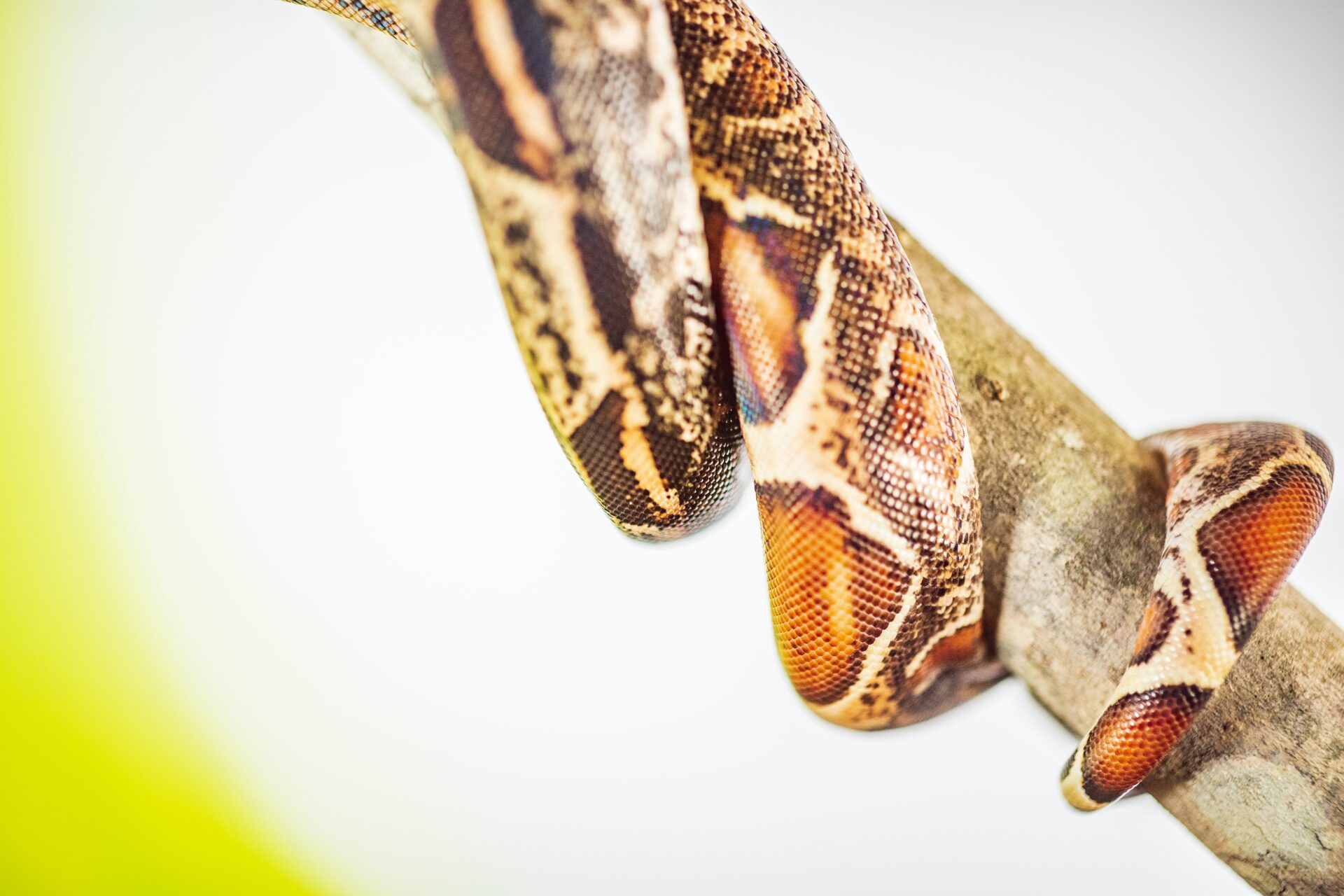 Brown spotted snake tail crawling up a tree branch