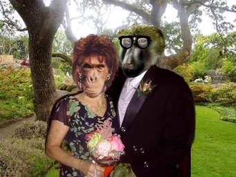 baboon marrage
