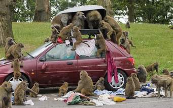 having a party