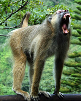 mouthy