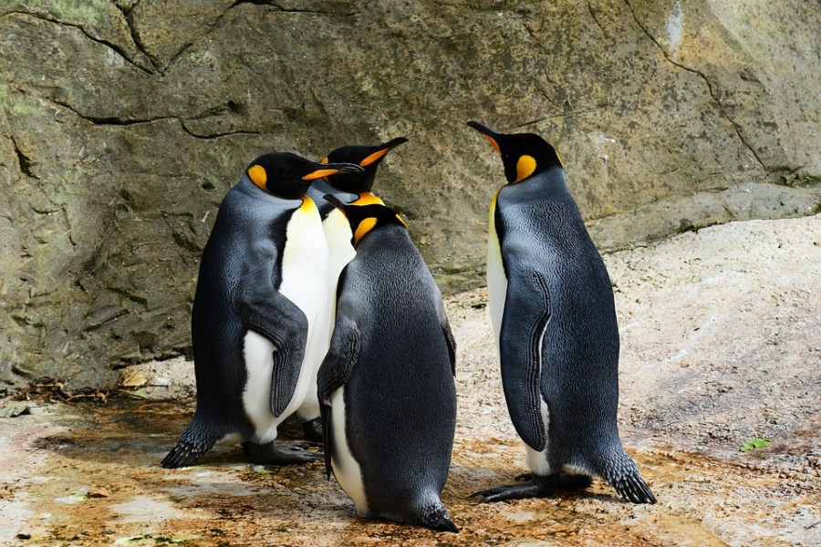 Image of penguins taken from Pixabay @ https://pixabay.com/photos/king-penguin-penguins-group-animals-384252/