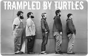 turtles
