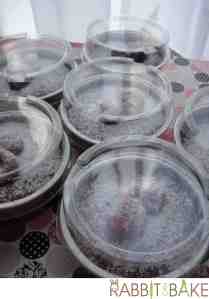 Blackforest Cheesecake6