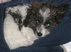 Daisy cuddled