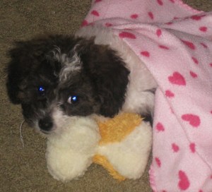 Daisy 2 months old