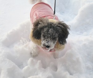 Daisy's snowy face